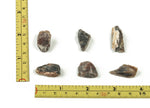 Raw petrified wood gemstone from GemstoneGO, showcasing natural wood textures and earthy tones in a polished specimen.