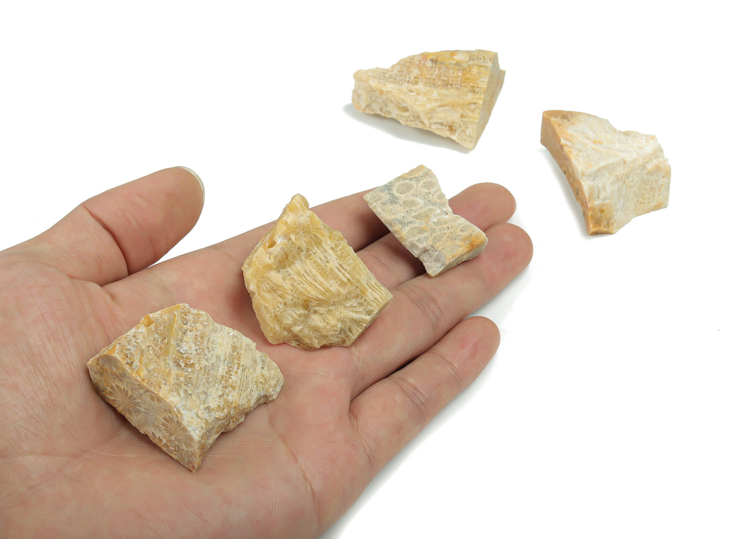 Pierre de corail fossilisée brute - Pierre précieuse aux vertus curatives - Cristal brut naturel - Cristal de poche - Pierre pour la création de bijoux ?€? RA1068