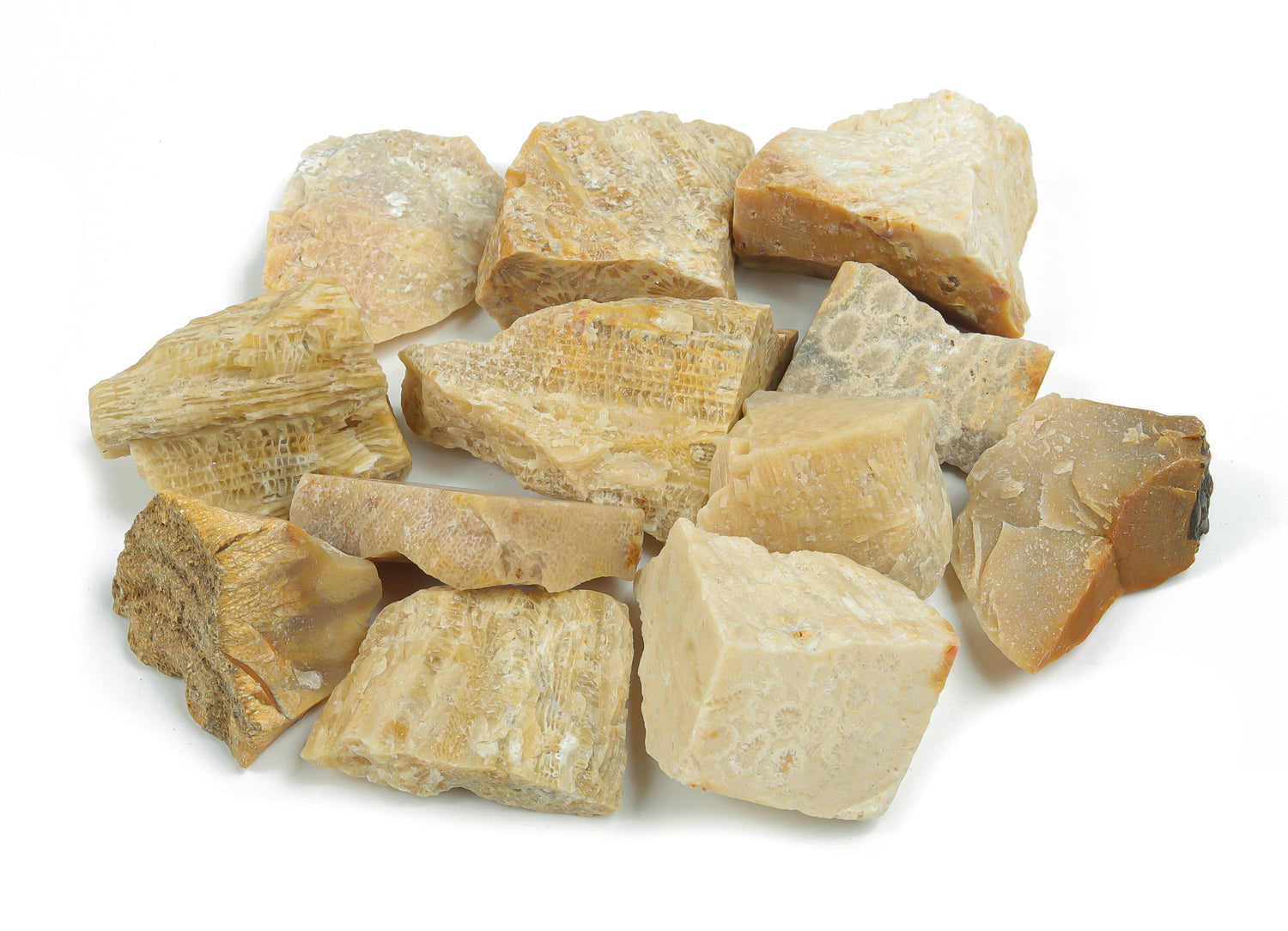 Pierre de corail fossilisée brute - Pierre précieuse aux vertus curatives - Cristal brut naturel - Cristal de poche - Pierre pour la création de bijoux ?€? RA1068