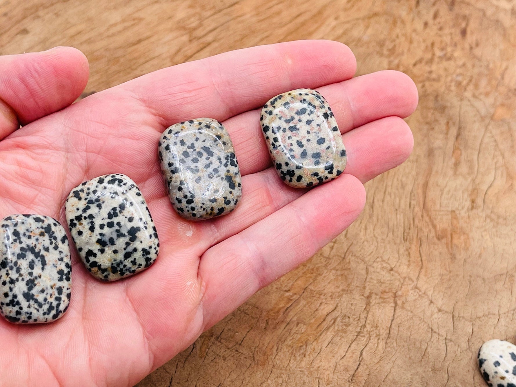 Dalmatian Jasper flat gemstone slab from GemstoneGO, showcasing black and cream spotted stone with smooth, polished surface.