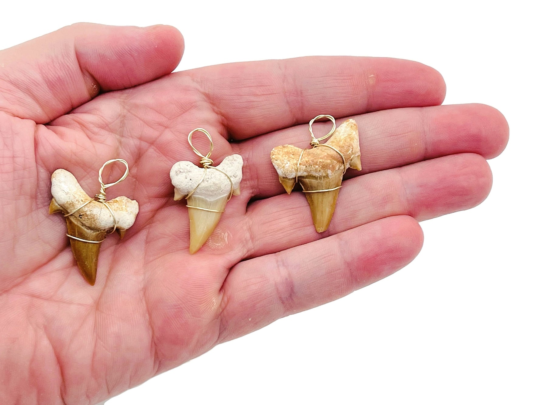 Natural shark tooth pendant wrapped in brass wire, showcasing fossil details, on a plain background.