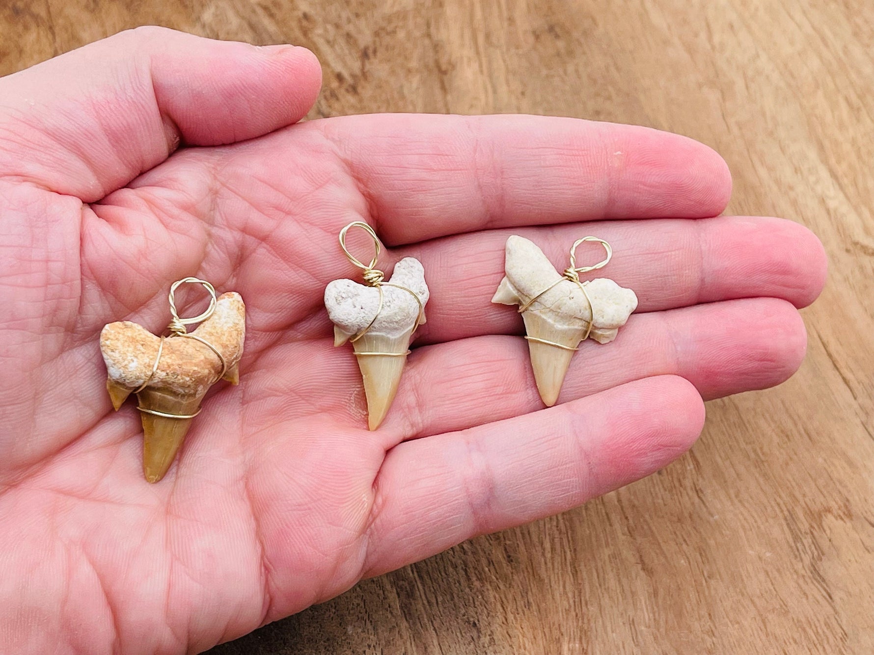 Natural shark tooth pendant with brass wire wrap, featuring a fossilized shark tooth on a necklace chain.