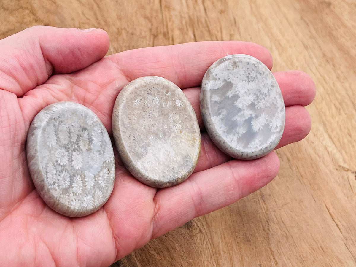 Fossil Coral worry stone from GemstoneGO, 4.5x3.5cm, soothing crystal with fossilized coral patterns, hand-held calming gemstone.