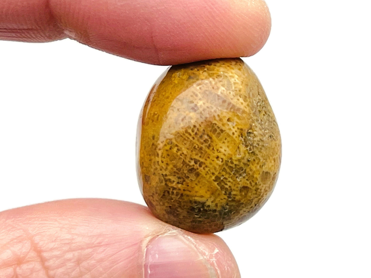Pierre roulée de corail fossilisé ?€? Pierre de corail fossilisé ?€? Pierre en vrac ?€? Cristal de guérison en corail naturel ?€? Pierre de richesse ?€? TU1233