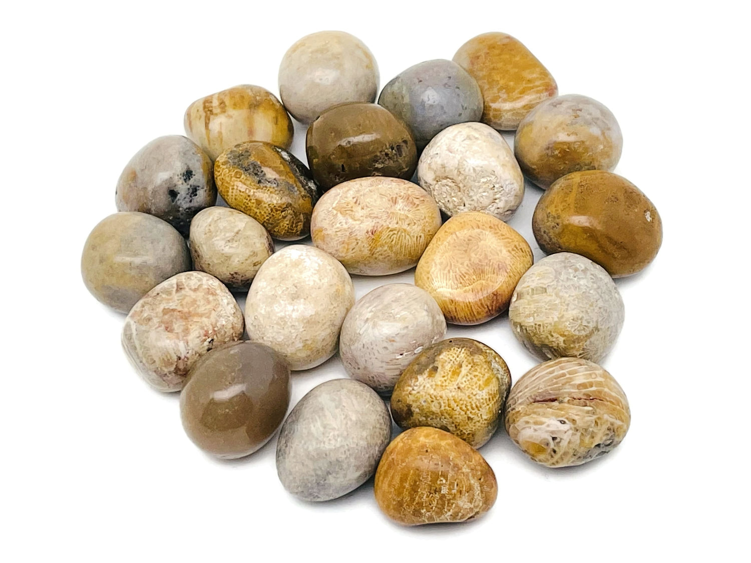 Pierre roulée de corail fossilisé ?€? Pierre de corail fossilisé ?€? Pierre en vrac ?€? Cristal de guérison en corail naturel ?€? Pierre de richesse ?€? TU1233