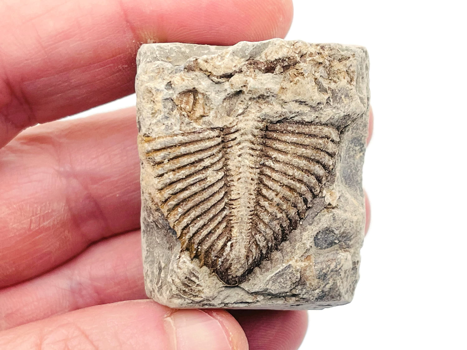 Trilobite Fossil - Ancient Fossil - Fossil Collection - FO1004