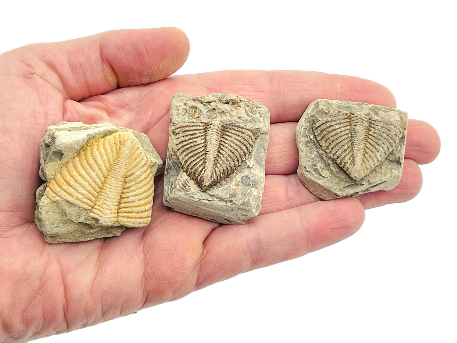 Trilobite Fossil - Ancient Fossil - Fossil Collection - FO1004