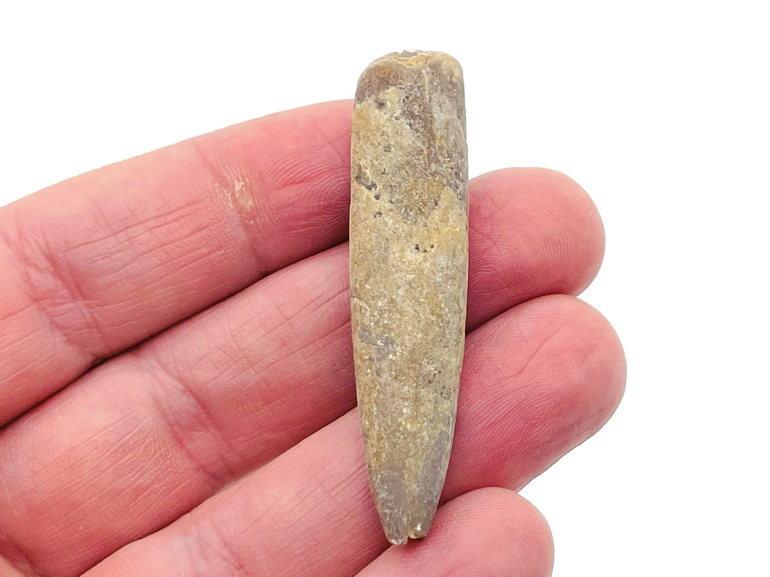 Belemnite Fossil - Squid Fossil - Madagascar Mineral - Fossil Collection - FO1003