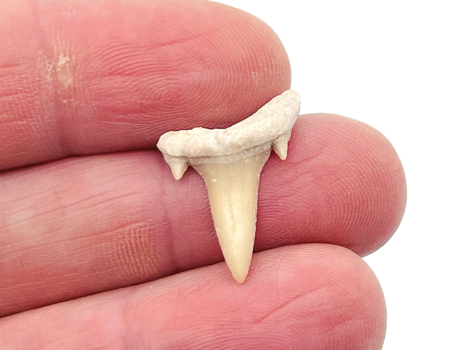 Dientes de tiburón - Dientes de tiburón fósiles auténticos - Colección de fósiles