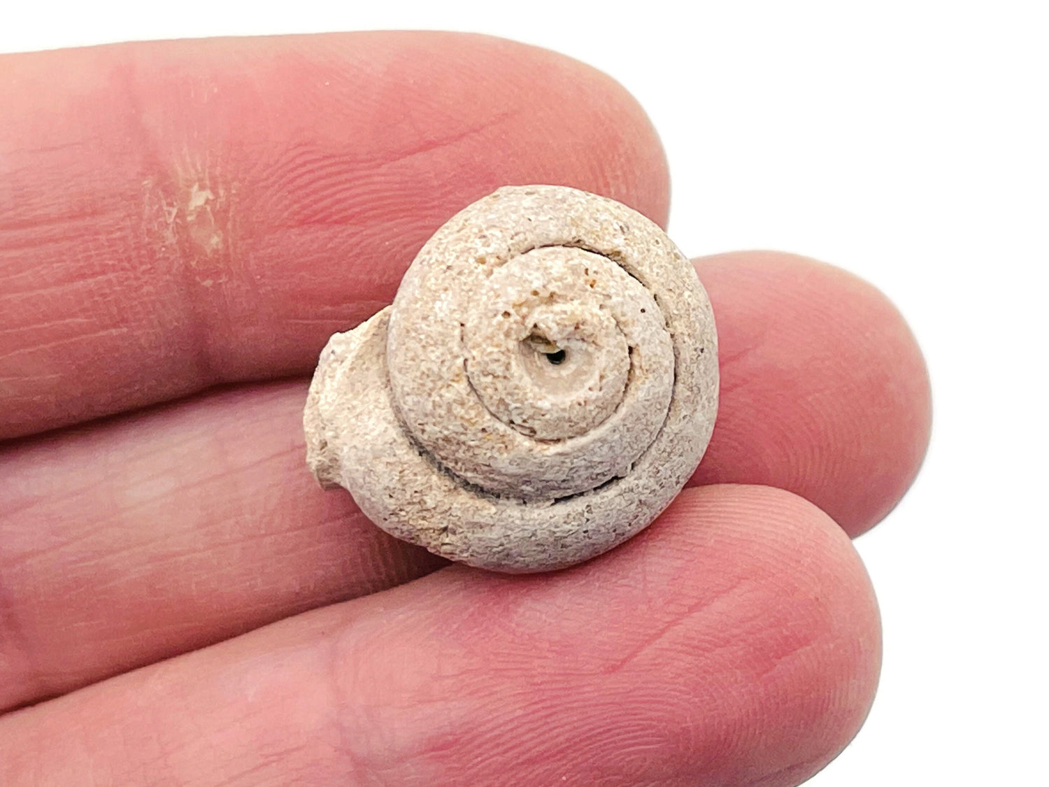 Fósil de amonites - Fósil de Pleurotomaria - Amonite pequeño de Madagascar - Colección de fósiles - FO1005