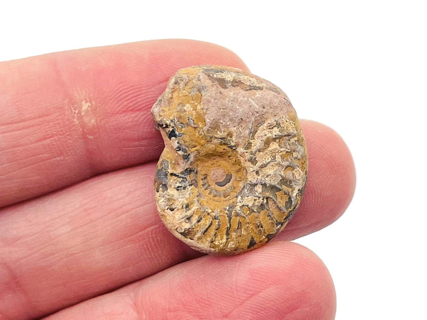Fósil de amonites - Fósil de nautilus - Concha fósil - Fósiles mitológicos - Colección de fósiles - FO1001