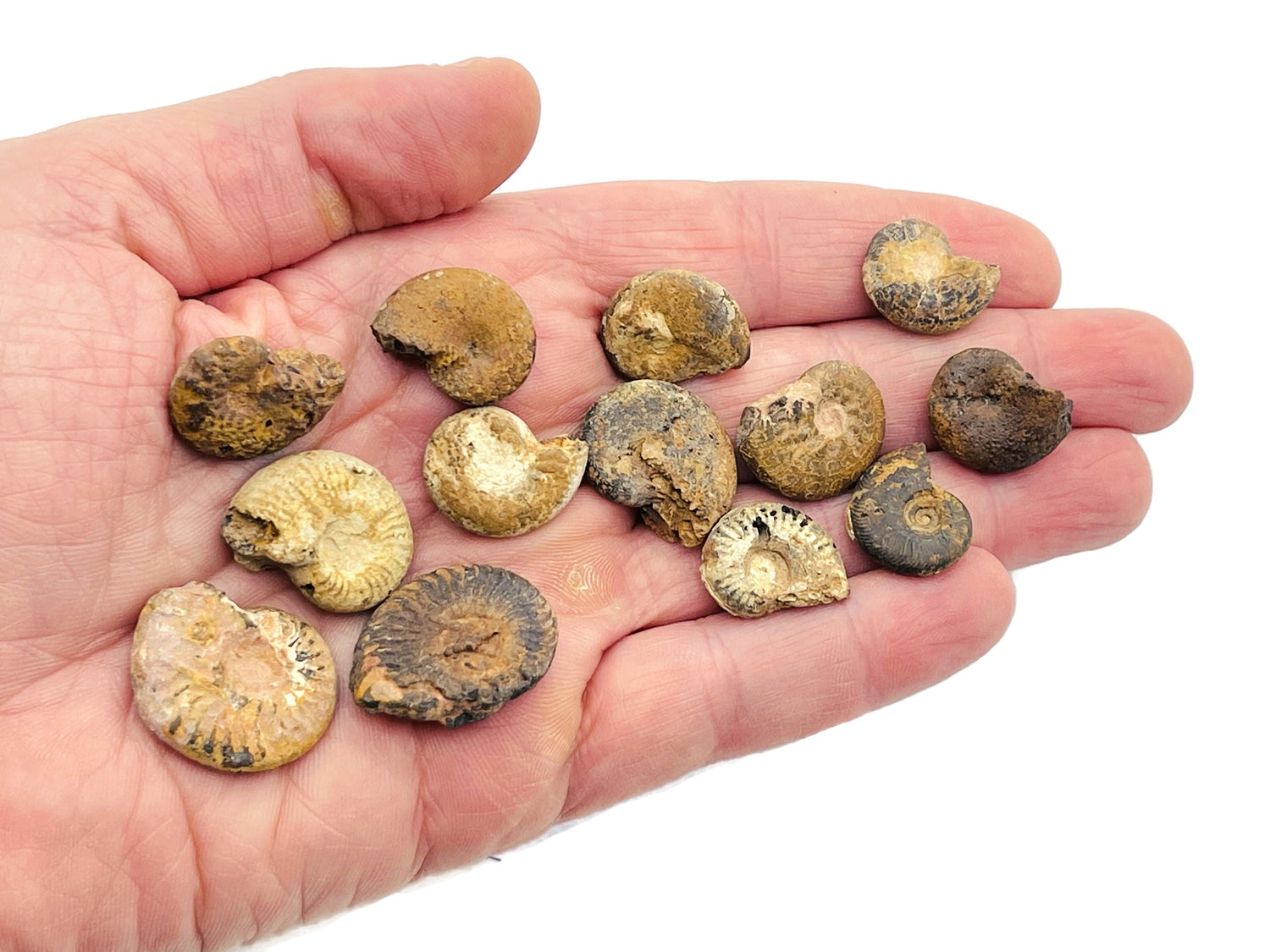 Fósil de amonites - Fósil de nautilus - Concha fósil - Fósiles mitológicos - Colección de fósiles - FO1001