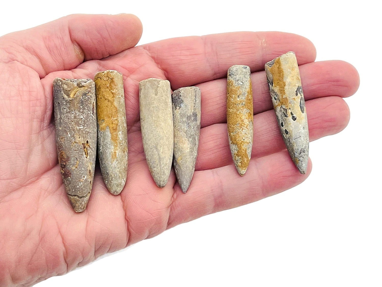 Belemnite Fossil - Squid Fossil - Madagascar Mineral - Fossil Collection - FO1003