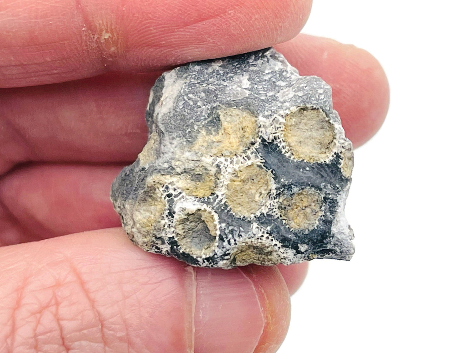 Charlevoix Stone - Favorite Charlevoix Stone - Fossil Collection - FO1007