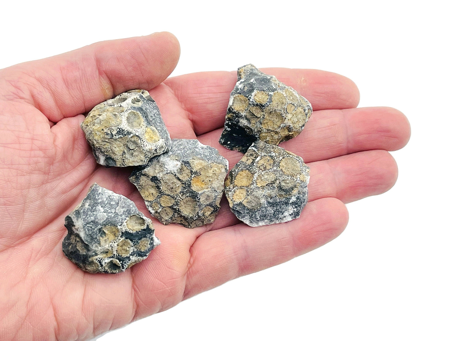 Charlevoix Stone - Favorite Charlevoix Stone - Fossil Collection - FO1007