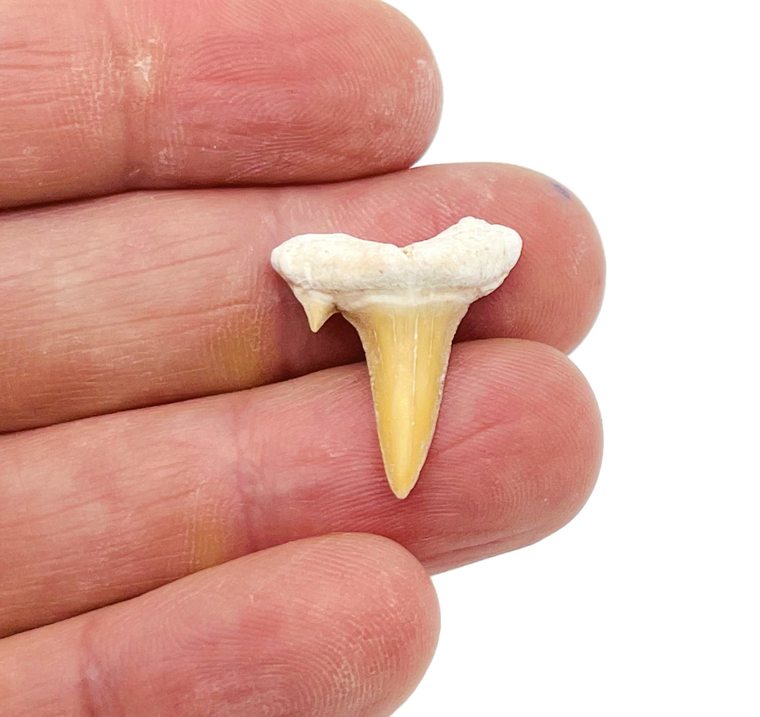 Dientes de tiburón - Dientes de tiburón fósiles auténticos - Colección de fósiles