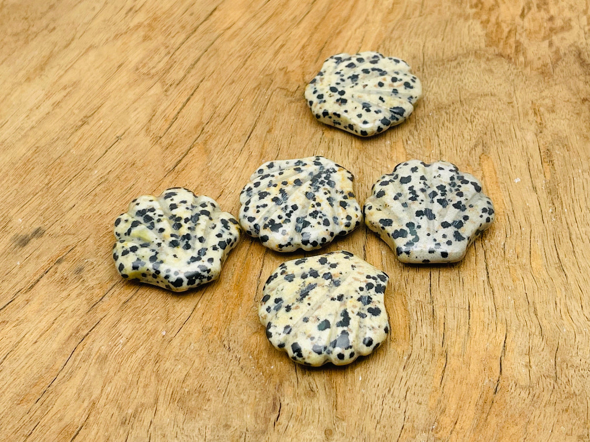 Dalmatian Jasper sea shell carving gemstone, 30mm, with distinctive black spots on cream background, crafted by GemstoneGO.
