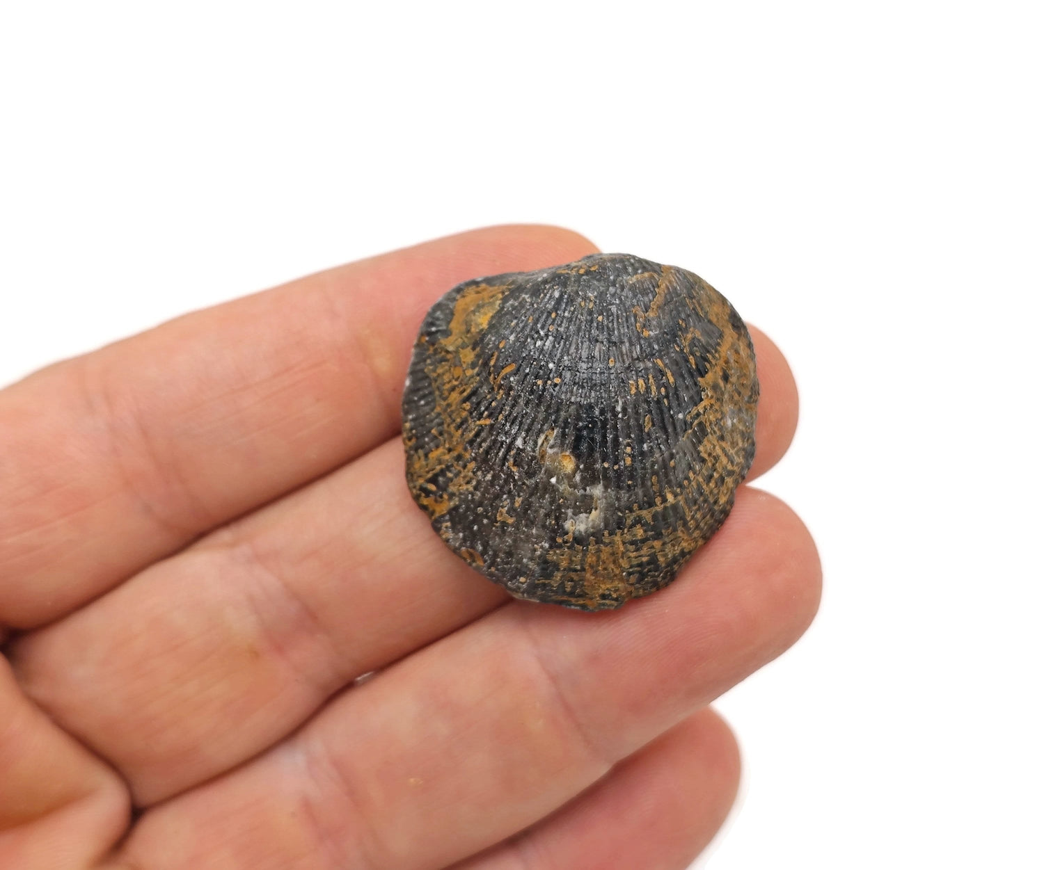 Atypa Fossil - Fossilized Brachiopods - Late Oligocene - Fossil Collection - FO1013