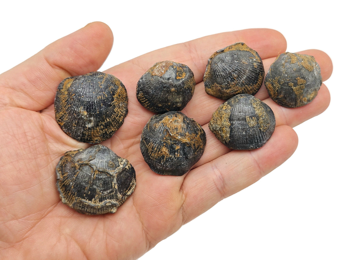 Atypa Fossil - Fossilized Brachiopods - Late Oligocene - Fossil Collection - FO1013