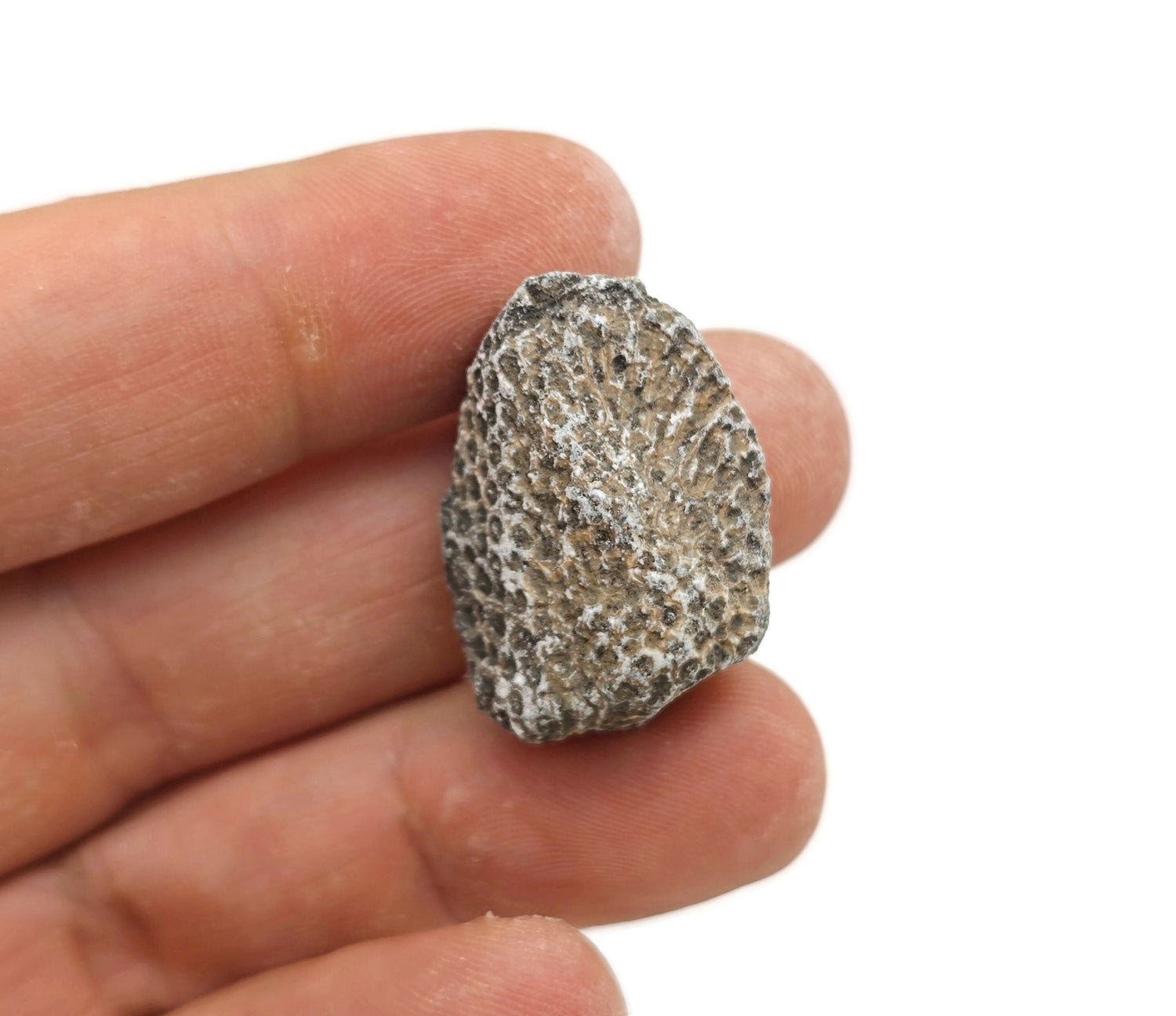 Chain Coral Fossilized - Natural History - Fossil Hunting - Marine Life - Fossil Collection - FO1017