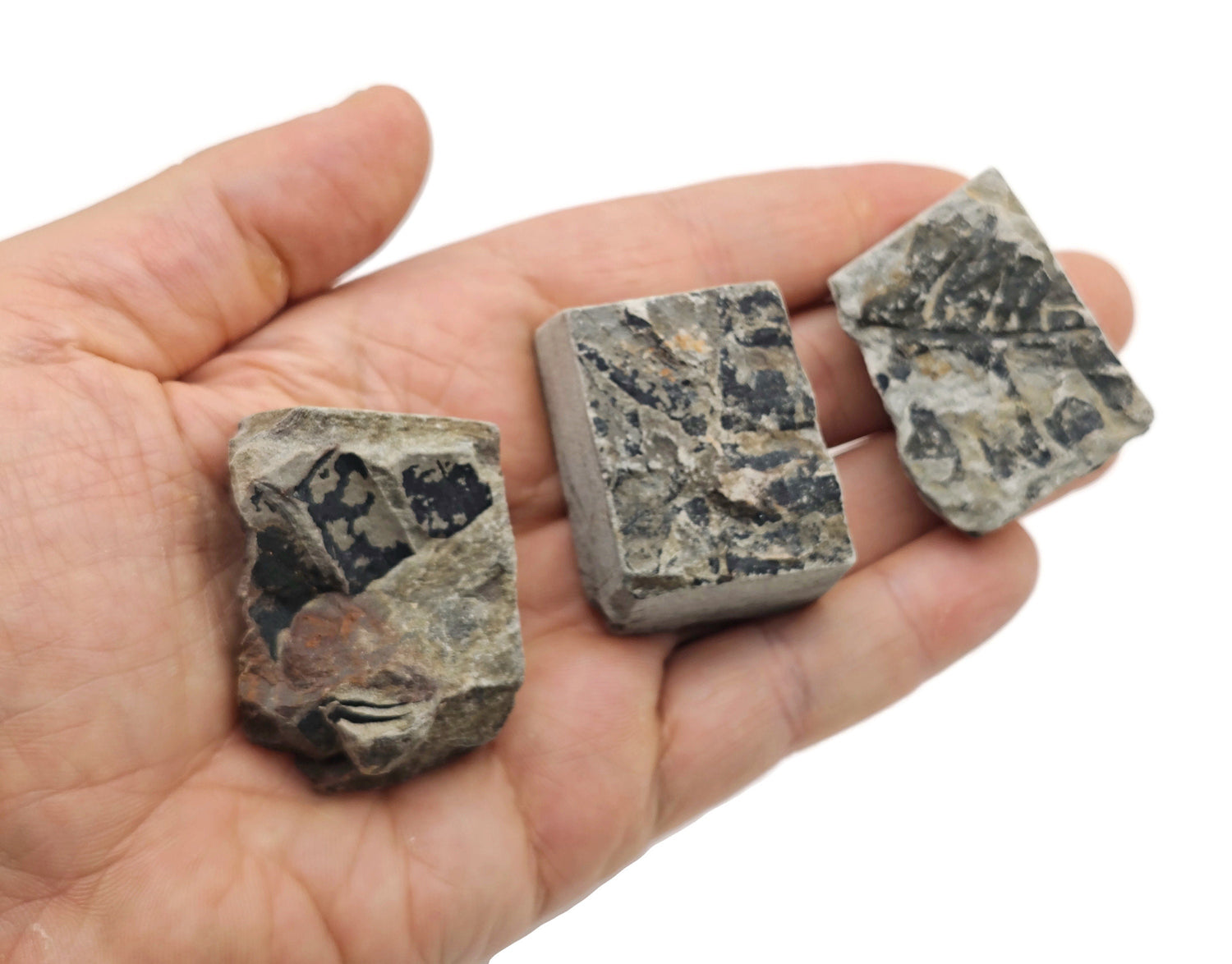 Leaf Fossil - Natural History - Fossil Hunting - Marine Life - Fossil Collection - FO1019
