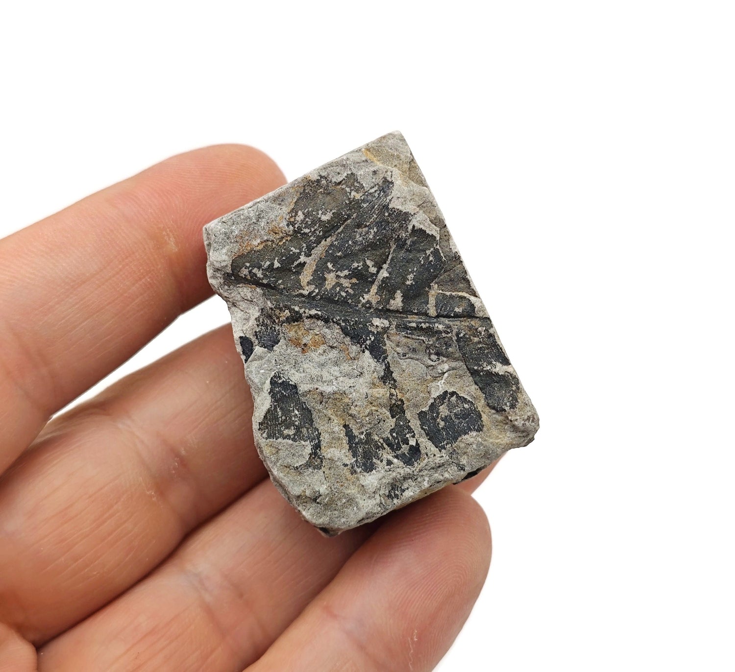 Leaf Fossil - Natural History - Fossil Hunting - Marine Life - Fossil Collection - FO1019