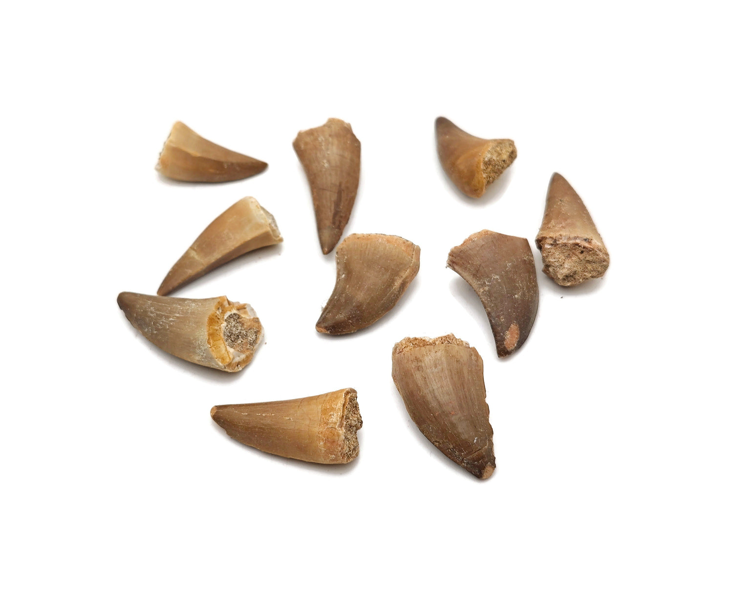 Dents de mosasaure - Histoire naturelle - Chasse aux fossiles - Vie marine - Collection de fossiles - FO1021