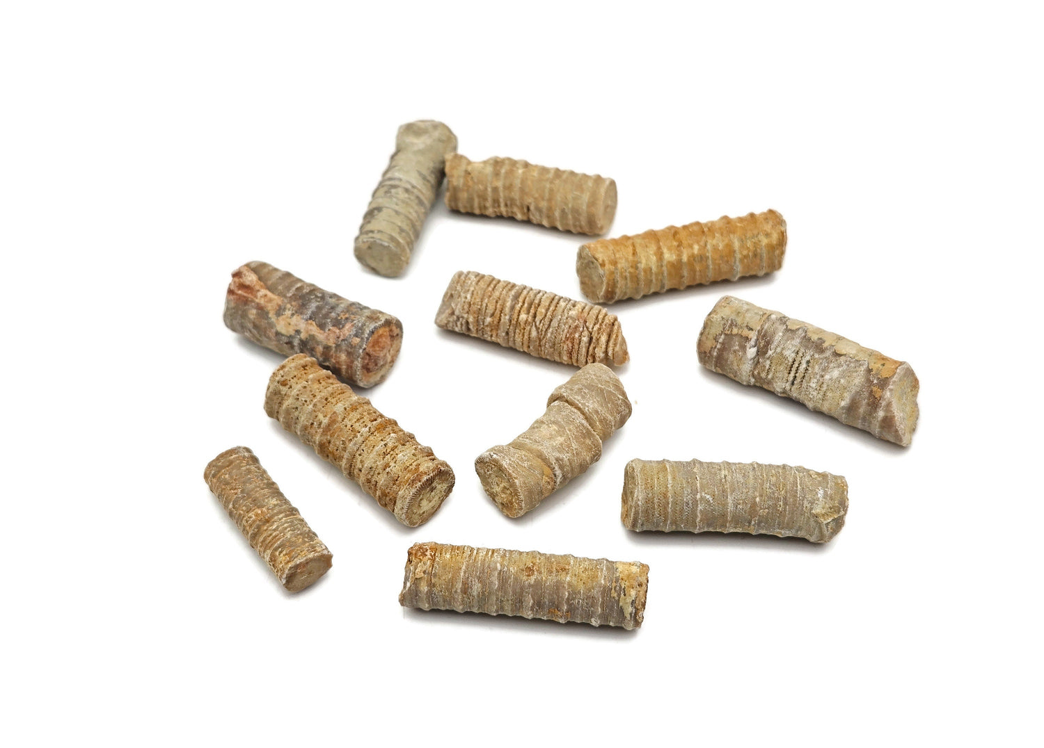 Crinoid Fossilized - Marine Life - Fossil Collection - FO1016