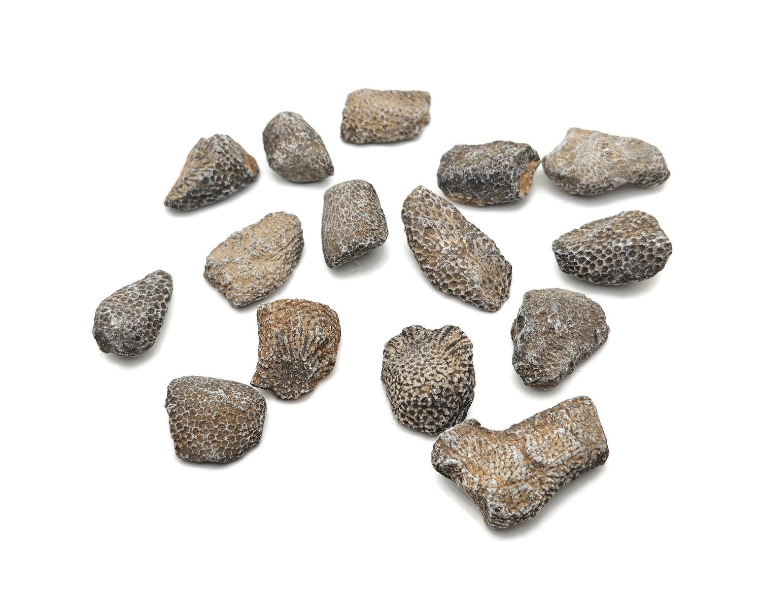 Chain Coral Fossilized - Natural History - Fossil Hunting - Marine Life - Fossil Collection - FO1017