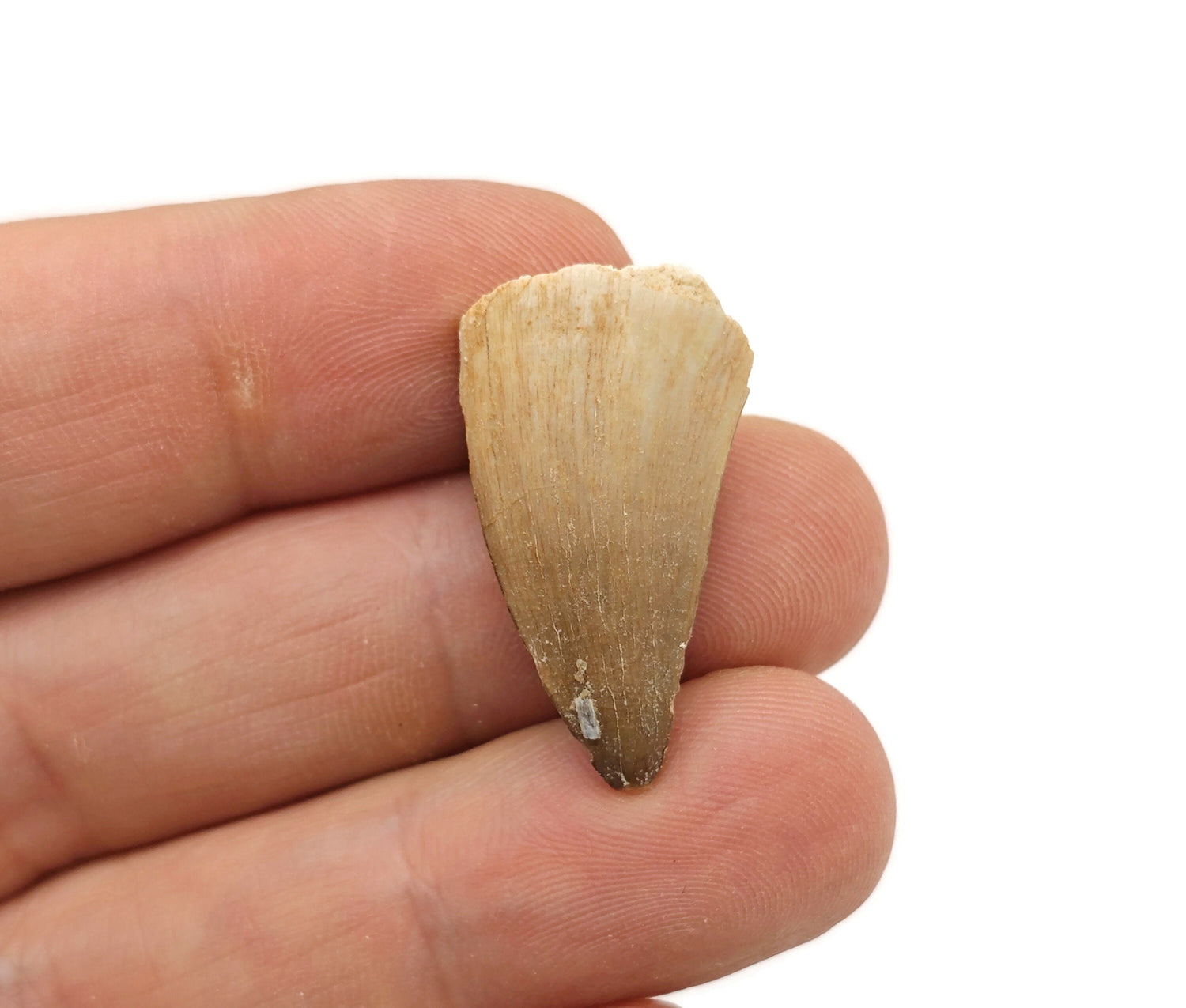 Dents de mosasaure - Histoire naturelle - Chasse aux fossiles - Vie marine - Collection de fossiles - FO1021