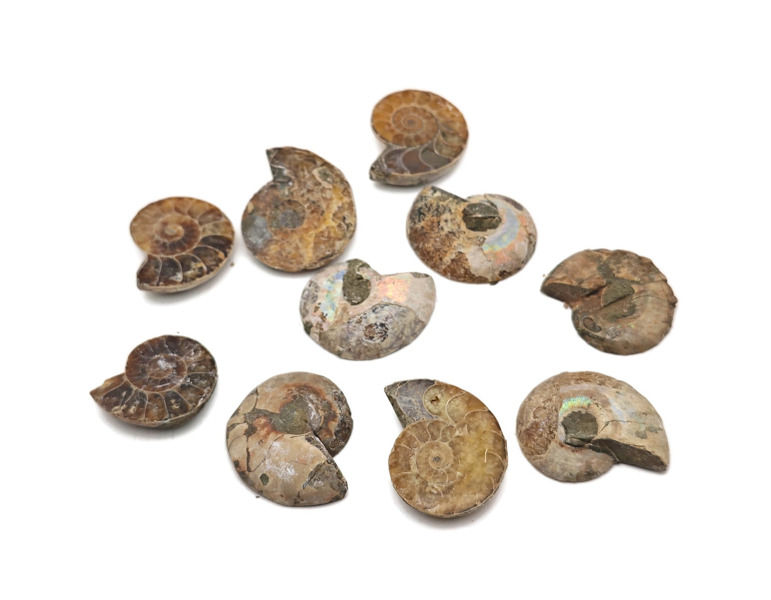 Fósil de rebanada de amonita - Historia natural - Búsqueda de fósiles - Colección de fósiles - FO1024