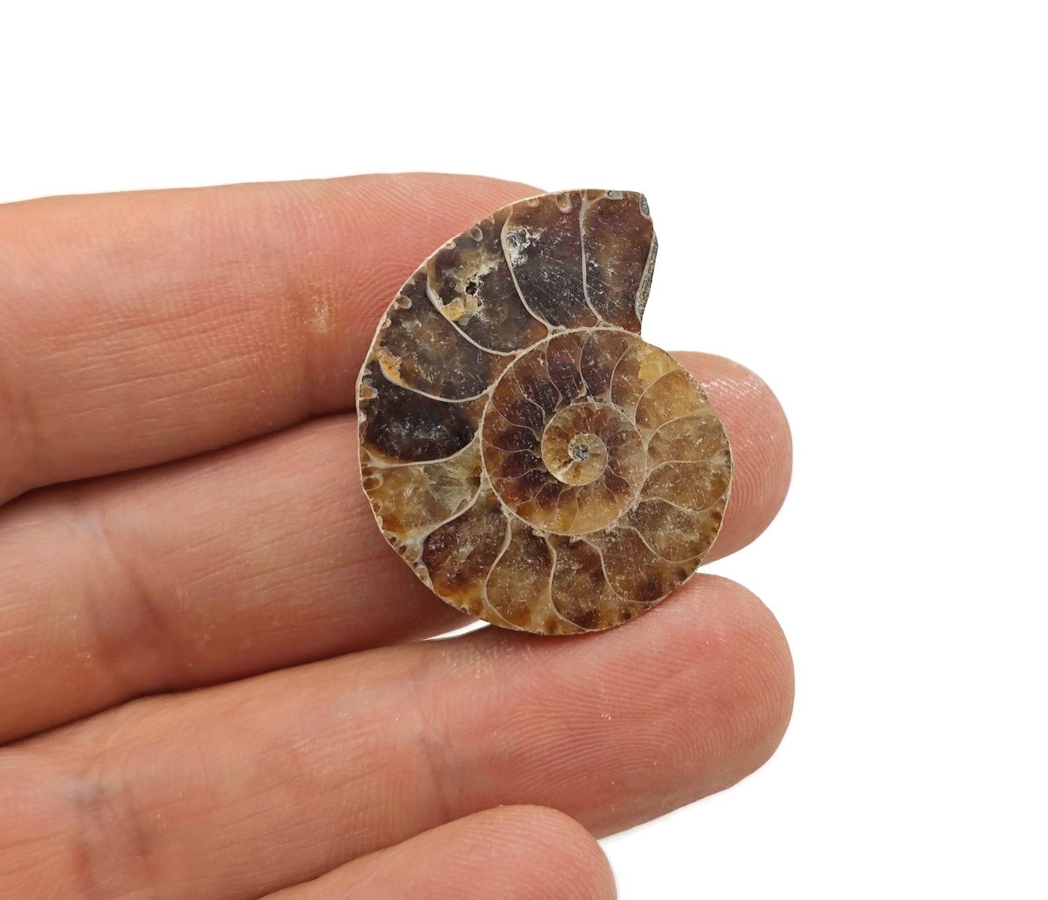 Fósil de rebanada de amonita - Historia natural - Búsqueda de fósiles - Colección de fósiles - FO1024