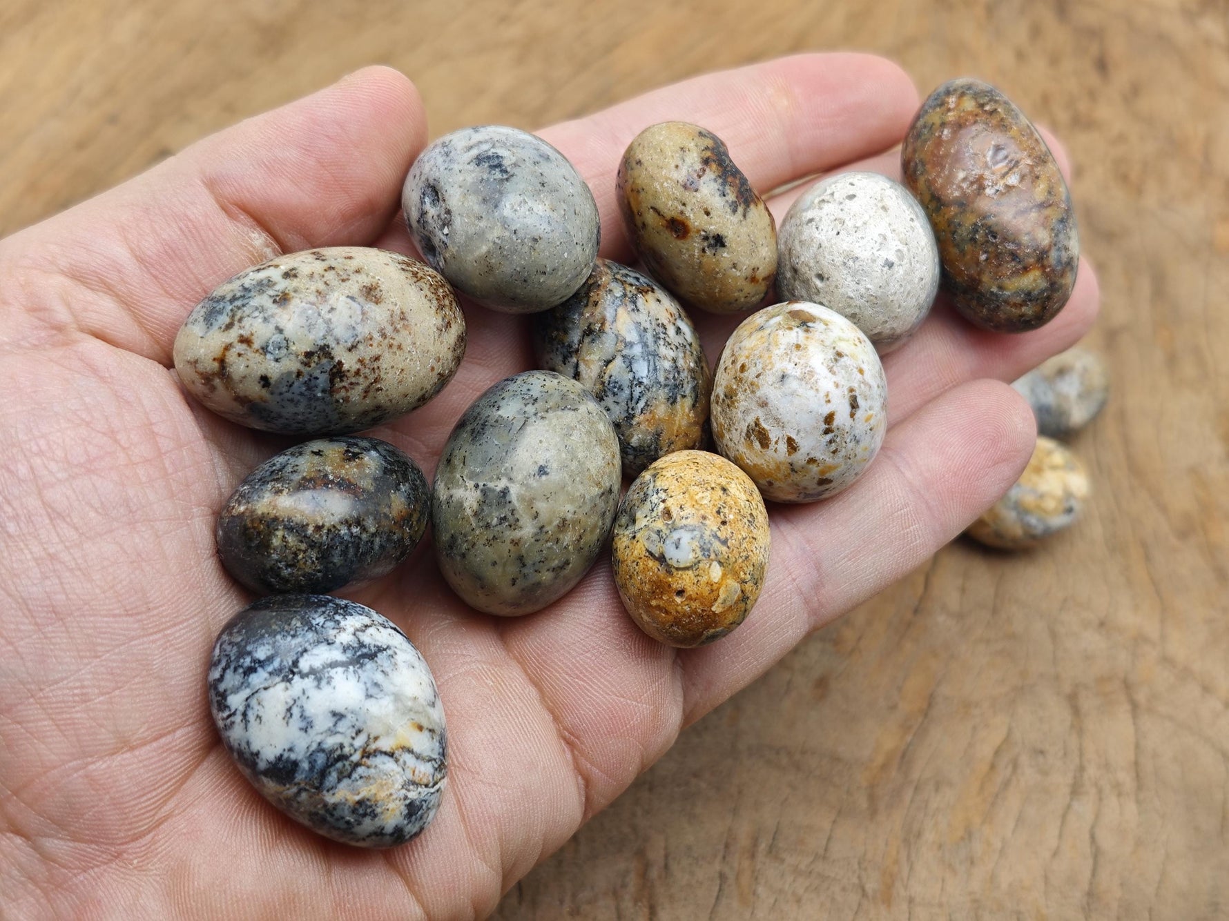Cheetah Opal tumbled gemstone from Mexico with vibrant orange, black, and yellow patterns, polished for jewelry or collection.