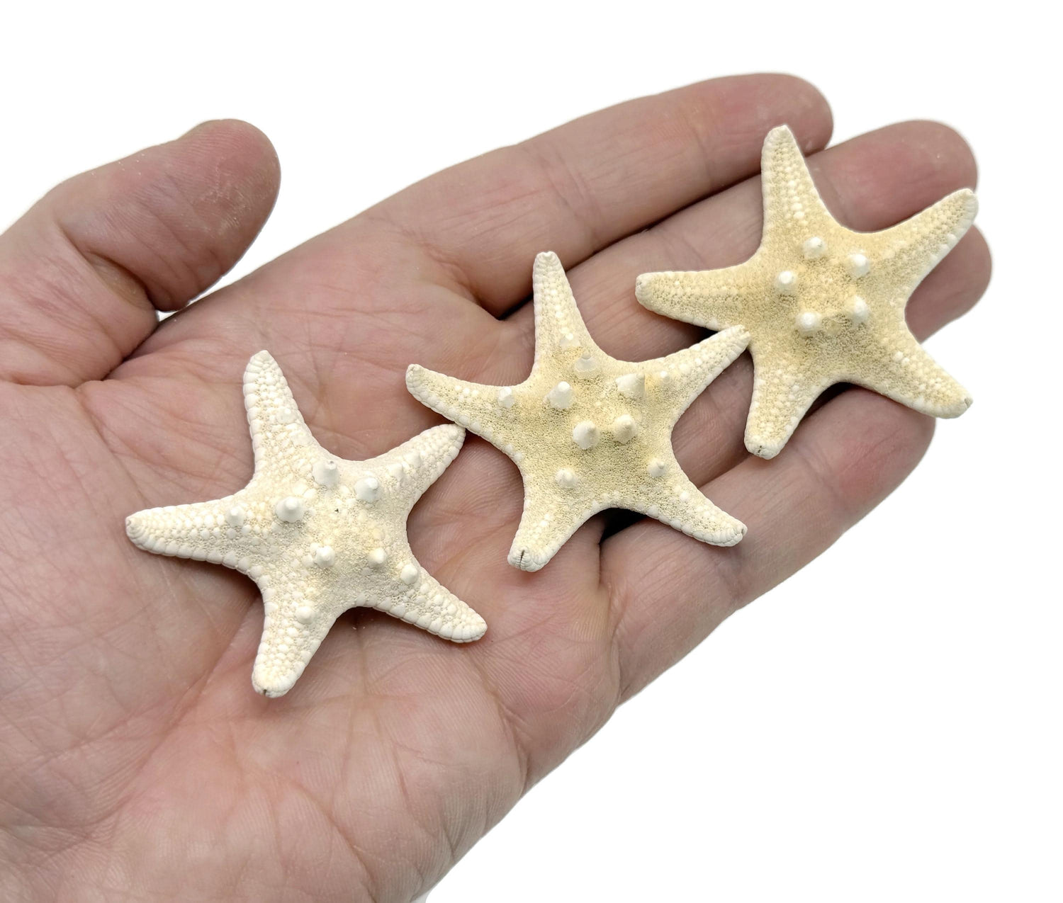 Estrella de mar nudosa blanca natural - Estrella de mar decorativa para acuario - Piedras marinas - Colección de fósiles - FO1031