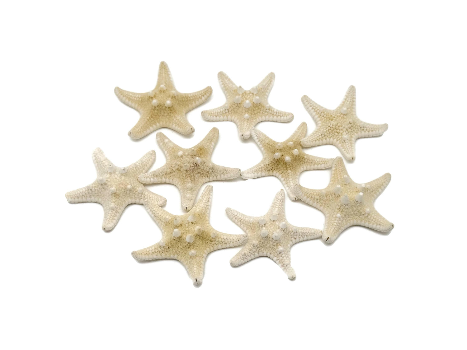 Estrella de mar nudosa blanca natural - Estrella de mar decorativa para acuario - Piedras marinas - Colección de fósiles - FO1031