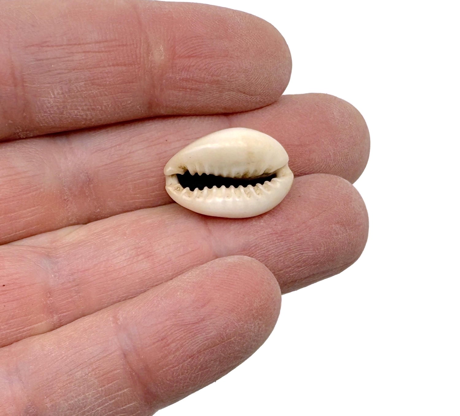Kauri Cowrie Shells - Fossil Ocean   Yuanbao Fossil - Fossil Collection - FO1032