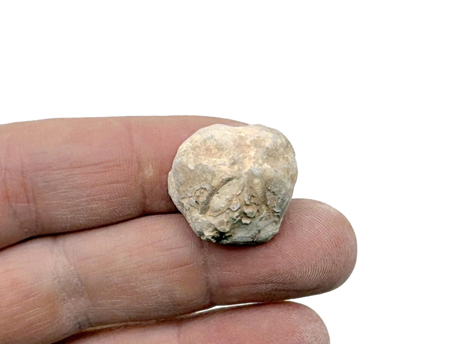 Urchin Fossil - Fossil Sea Urchin - Fossil Collection - FO1033