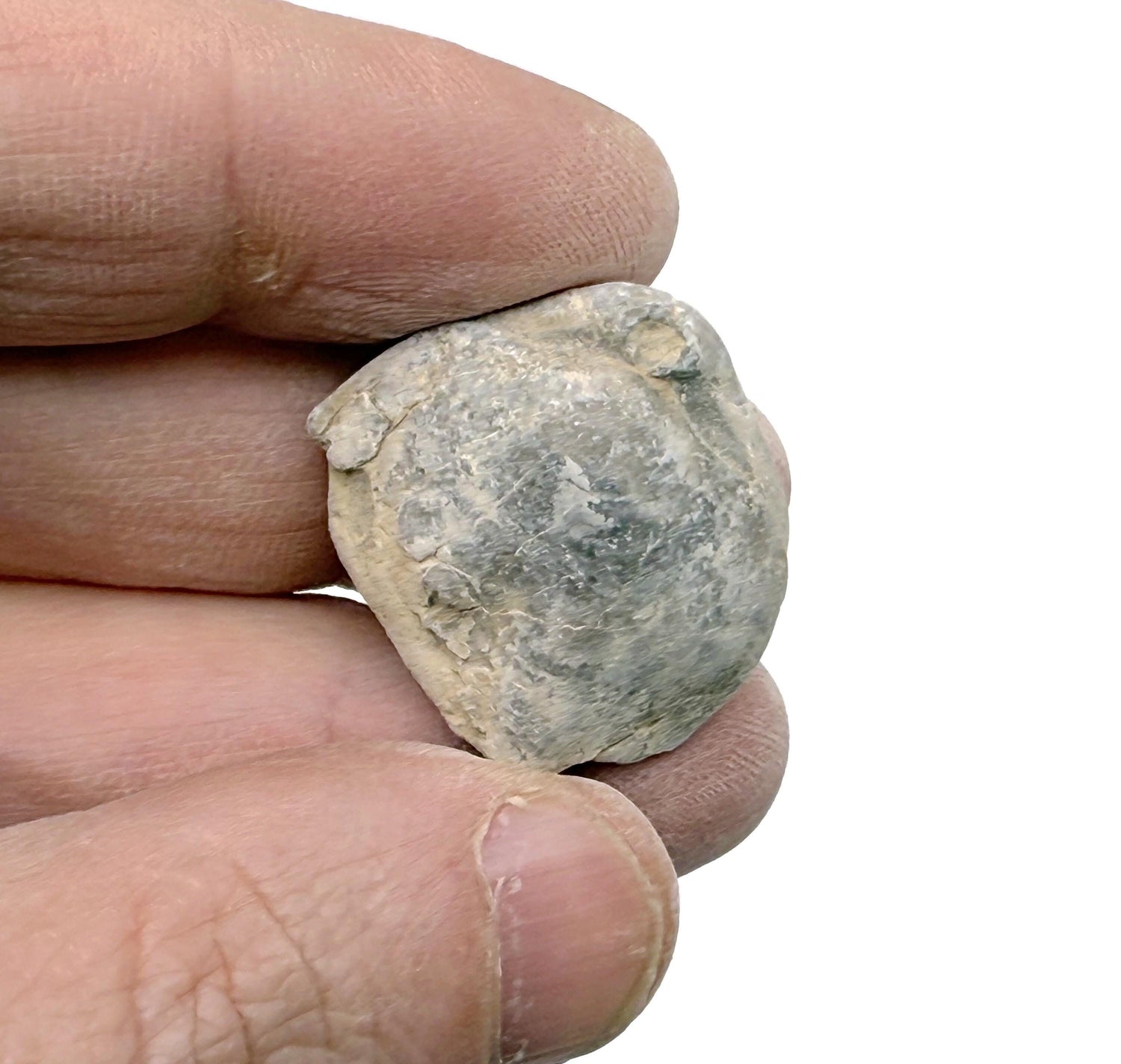 Fósil de erizo de mar - Braquiópodo fósil - Espécimen fósil - Colección de fósiles - FO1034