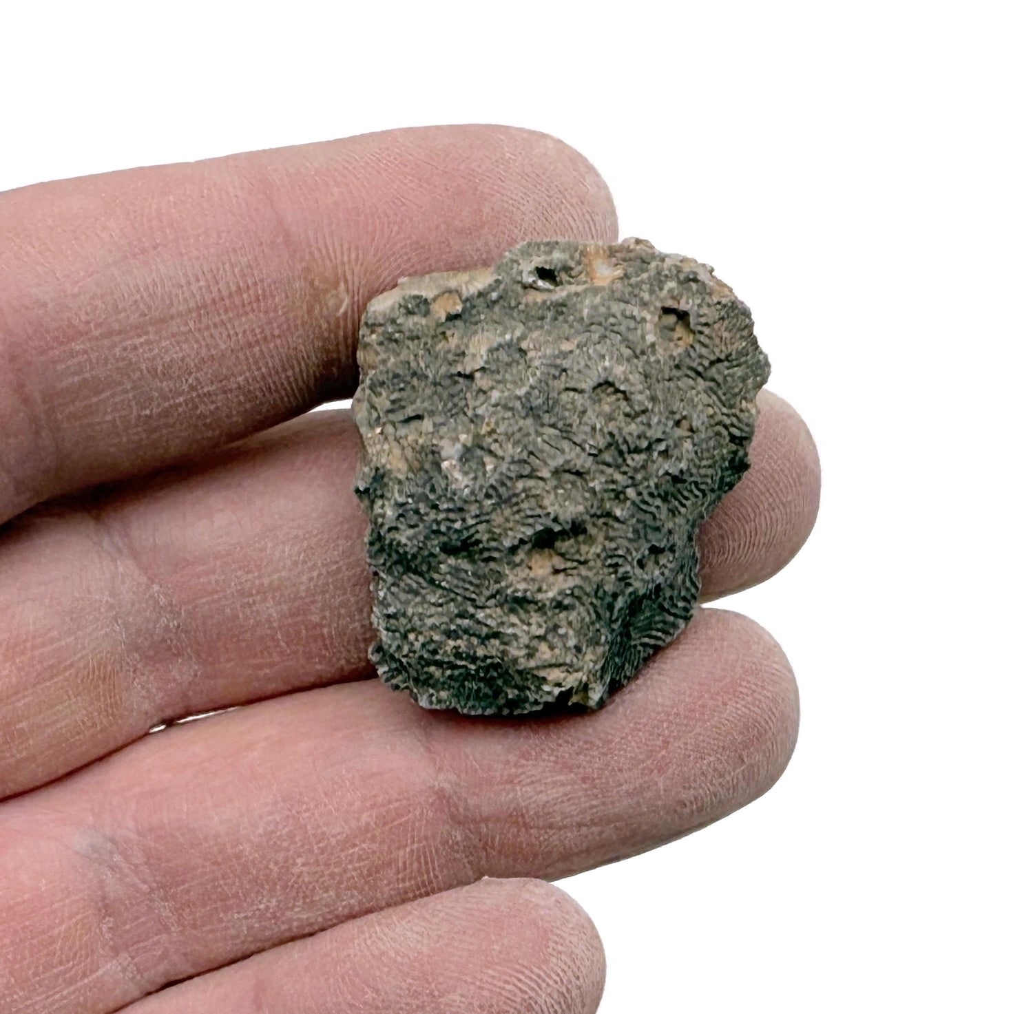 Honeycomb Coral Fossil - Minerals - Fossil Specimen - Fossil Collection - FO1037