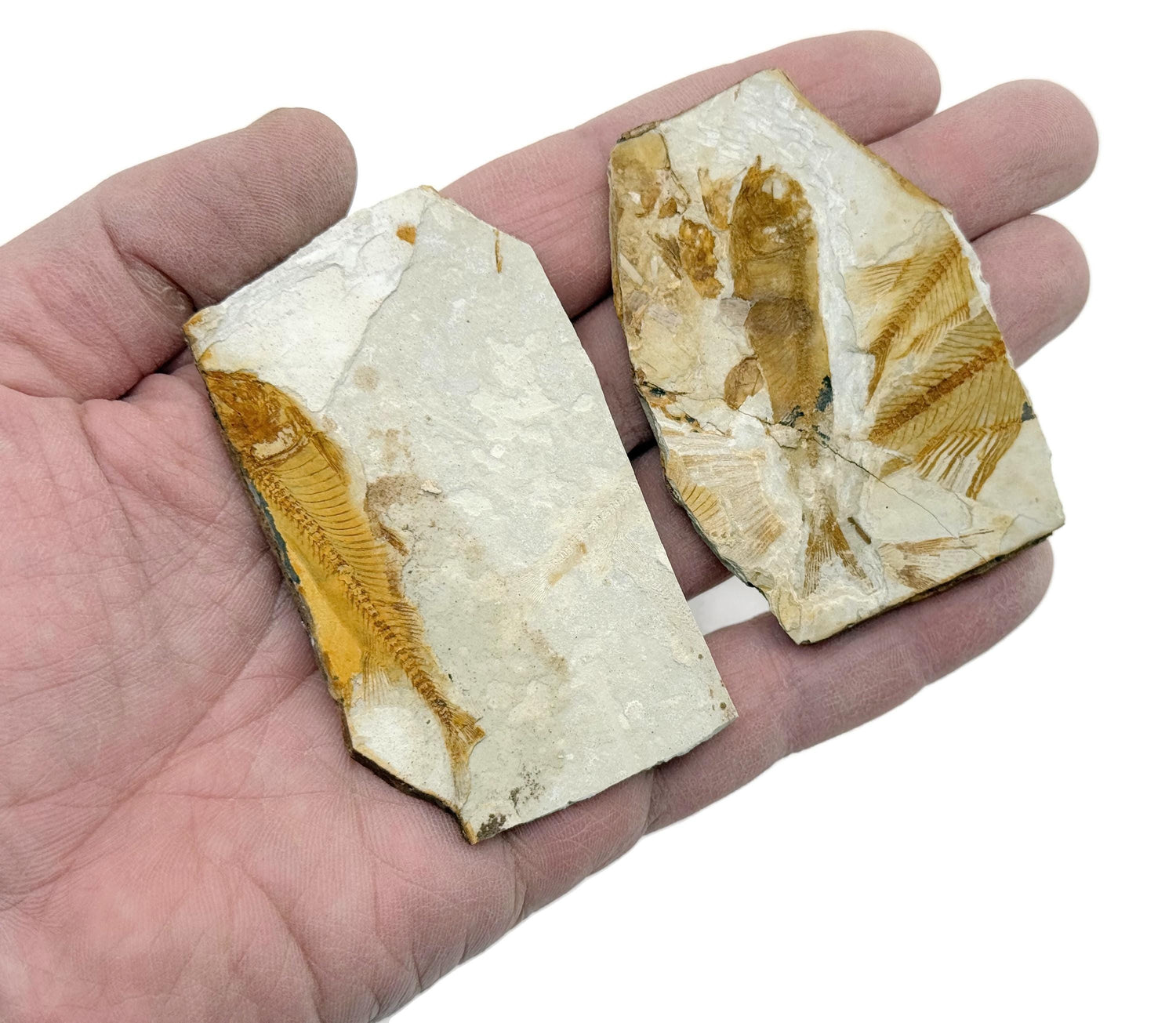Lycoptera Fish Fossil - Fossilization - Marine Fossils - Fossil Collection - FO1040