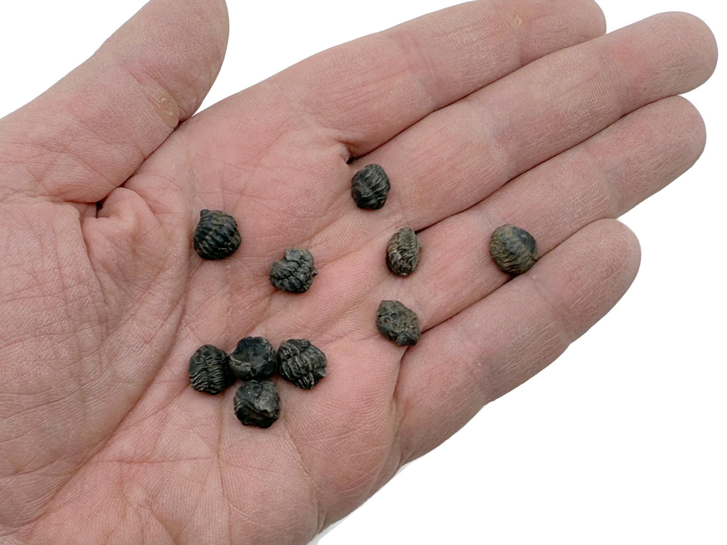 Mini trilobite - Trilobite dévonien marocain - Fossilisation - Paléobiologie - Non poli - Fossiles marins - Pierres d'aquarium - FO1041