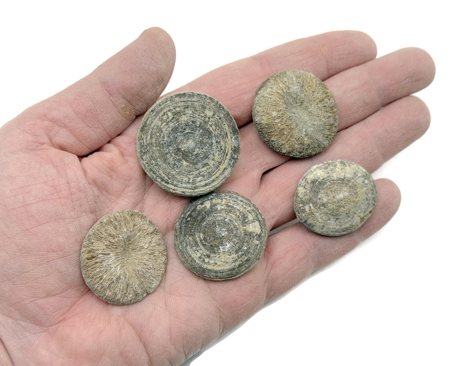 Cyclolites, corail fossilisé - Fossilisation - Paléobiologie - Non poli - Fossiles marins - Pierres d'aquarium - FO1043