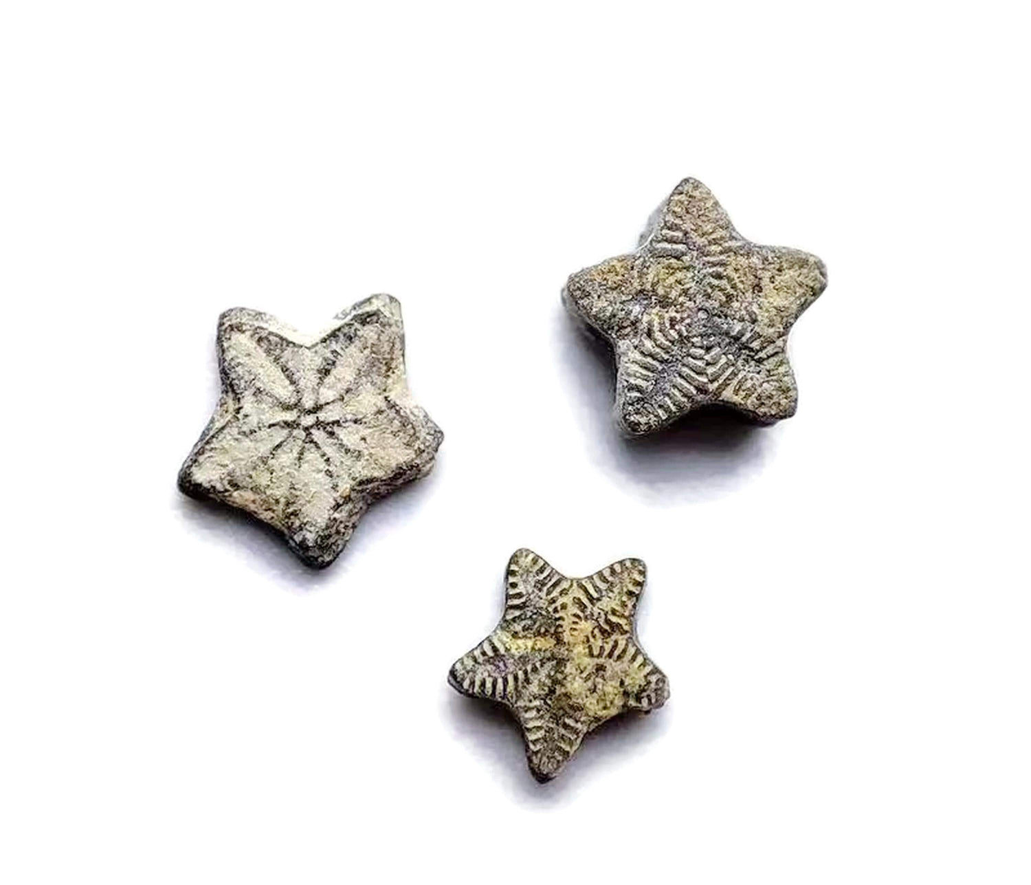 Crinoid Star Fossil - Fossilization - Fossil Collection - FO1047
