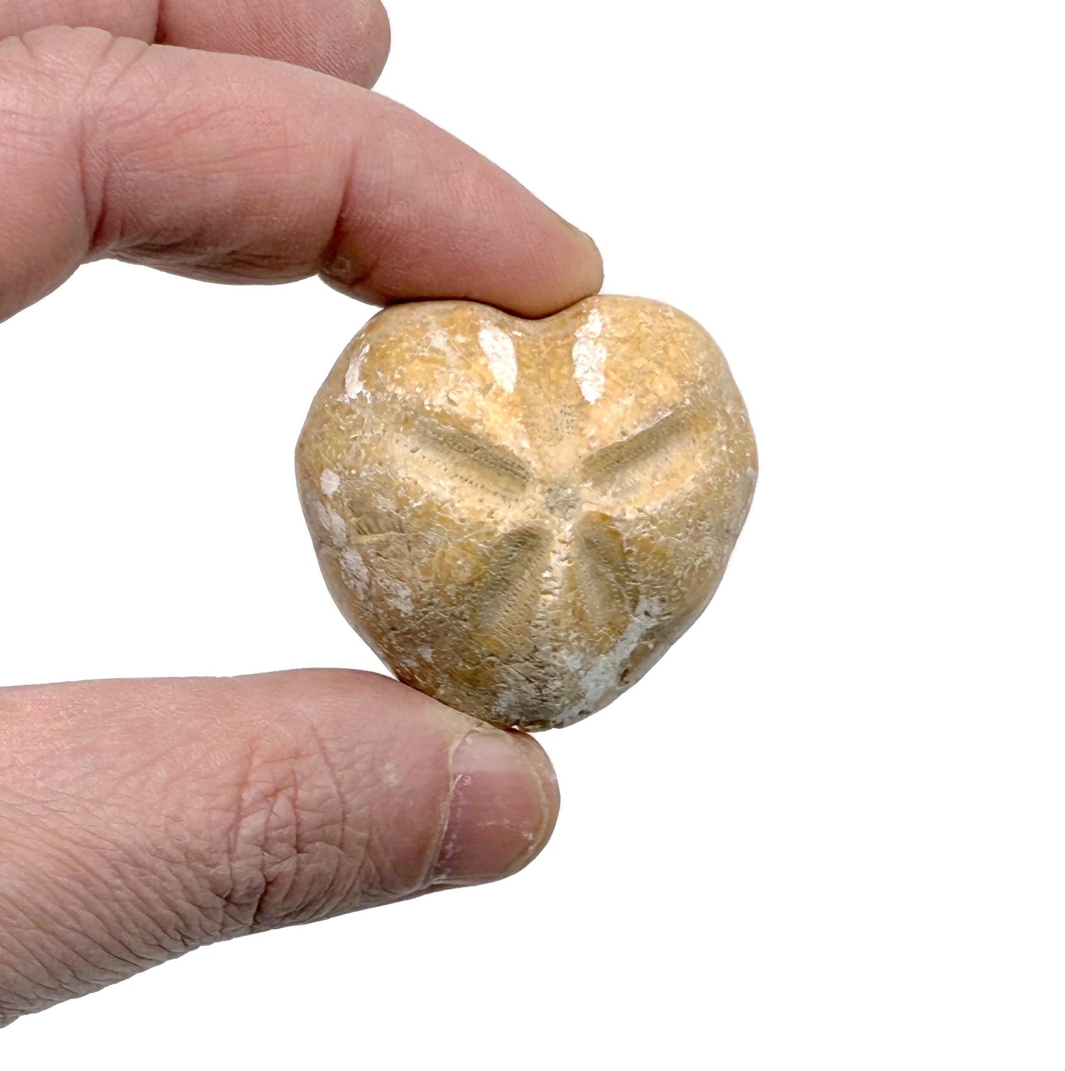 Hemiaster Fossil - Fossil Collection - RA1095