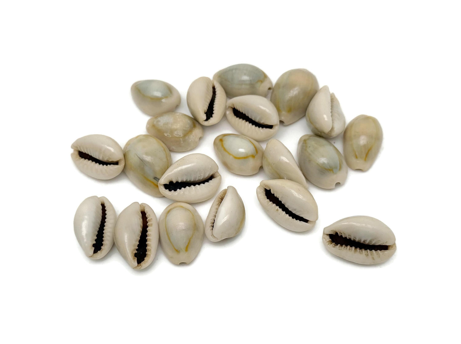Kauri Cowrie Shells - Fossil Ocean   Yuanbao Fossil - Fossil Collection - FO1032