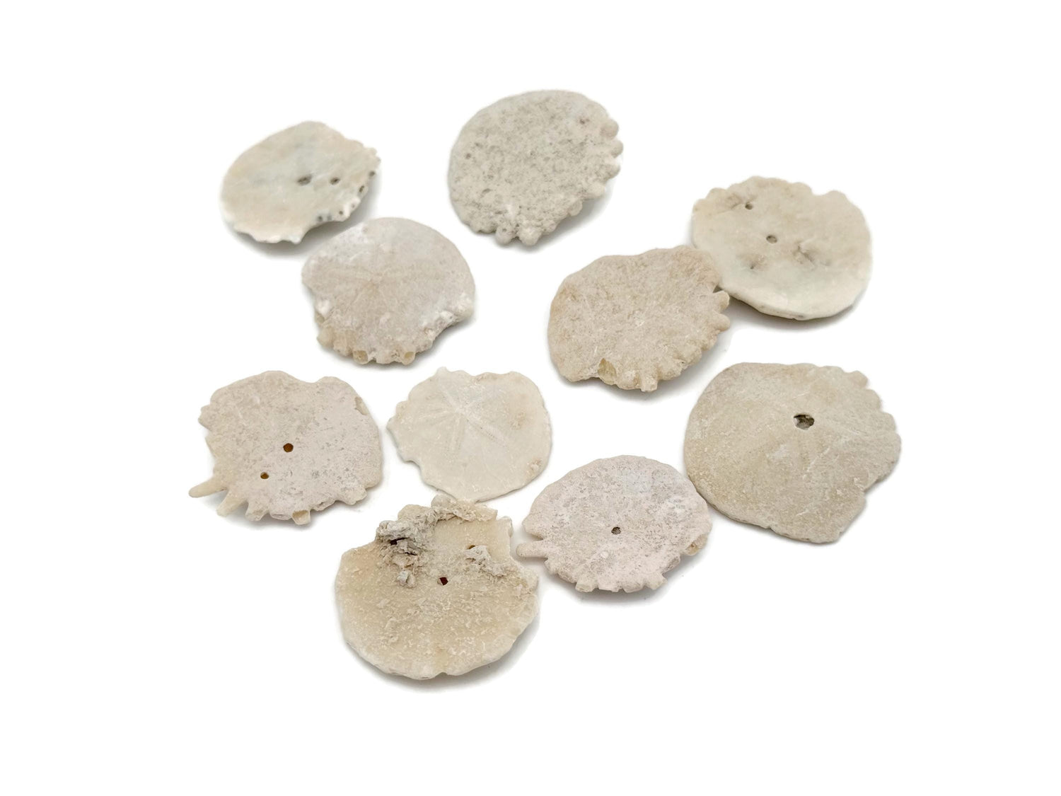 Fossile de dollar des sables marocain - Fossile d'Heliophora - Spécimen fossilisé - Fossile de collection - Cadeau idéal pour les collectionneurs - FO1036