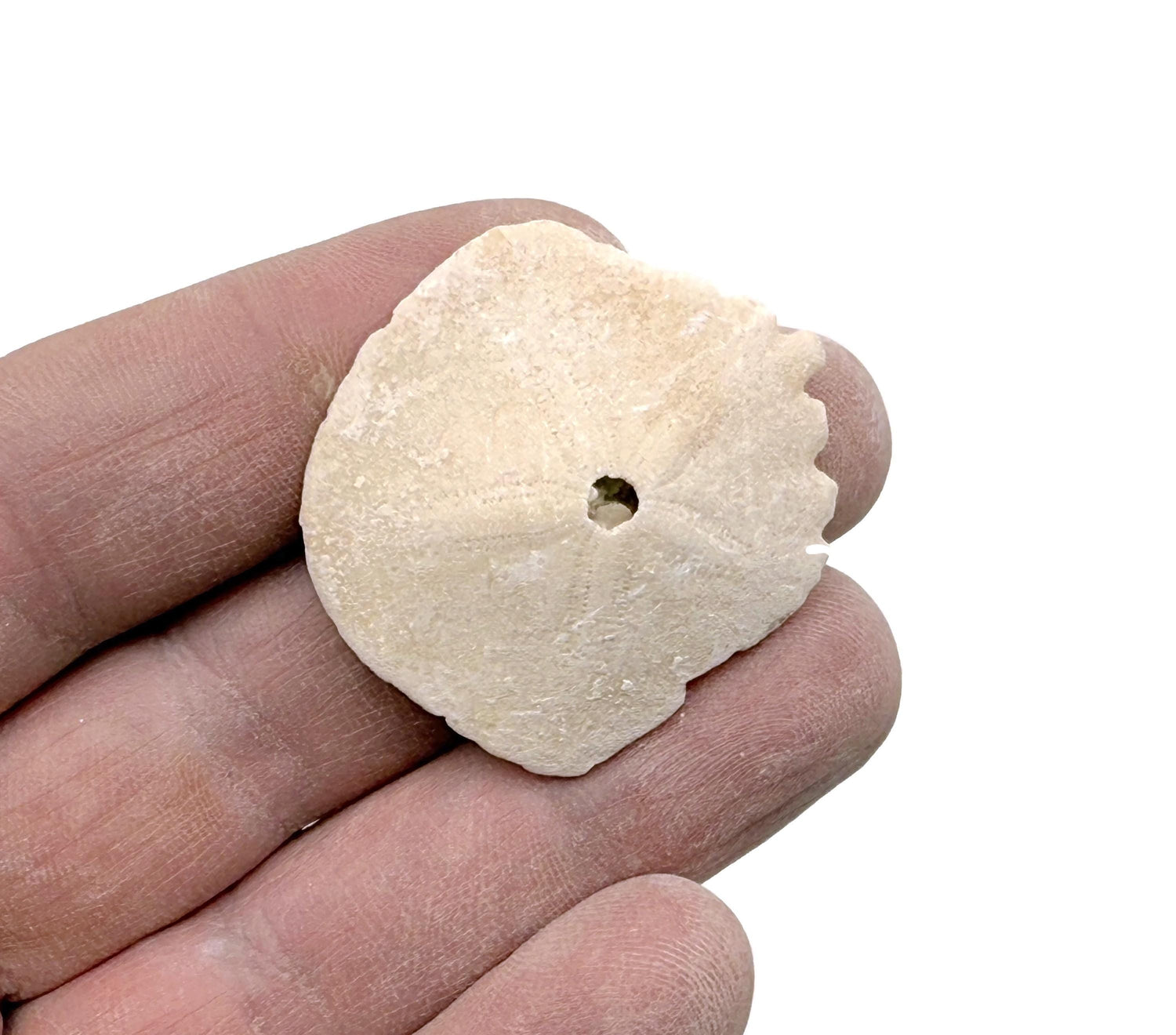 Fossile de dollar des sables marocain - Fossile d'Heliophora - Spécimen fossilisé - Fossile de collection - Cadeau idéal pour les collectionneurs - FO1036