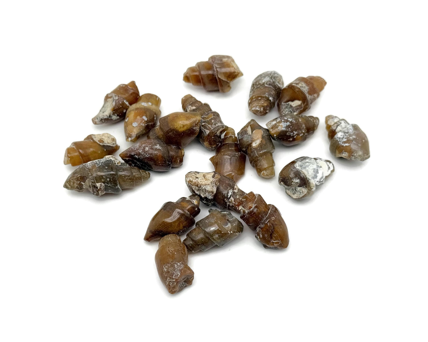 Snail Fossil Agate - Fossilization - Paleobiology - Fossil Collection - FO1038