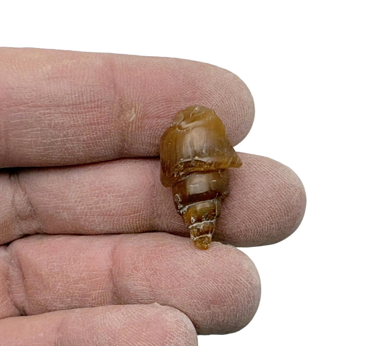Snail Fossil Agate - Fossilization - Paleobiology - Fossil Collection - FO1038