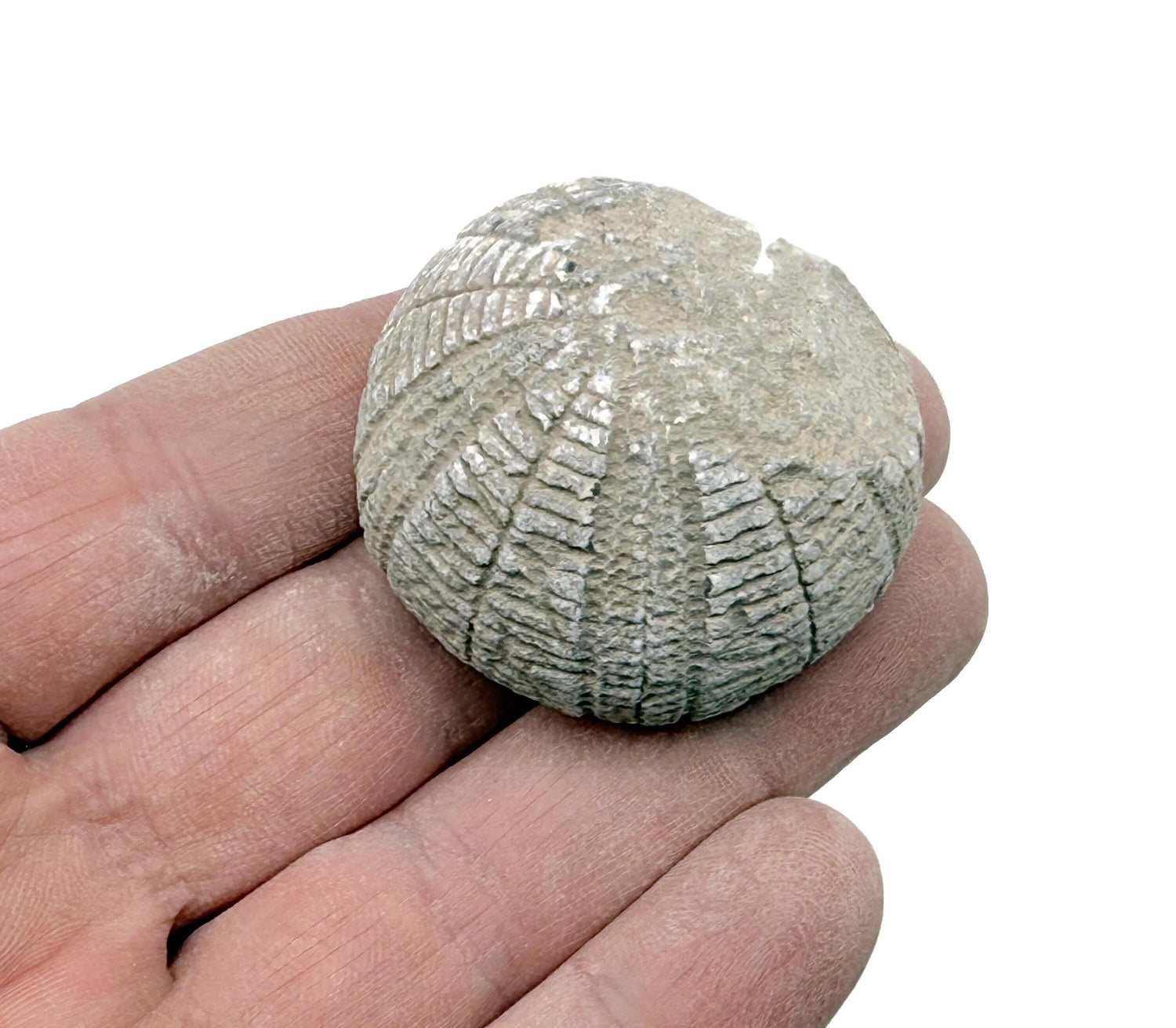 Rare Echinoid Fossil - Fossilization - Fossil Collection - FO1039